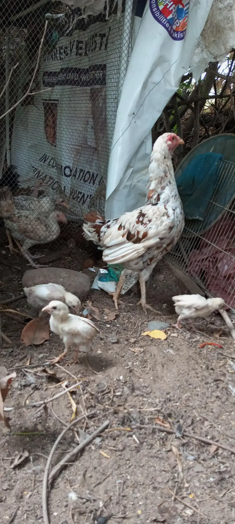 aseel hens — photo 2