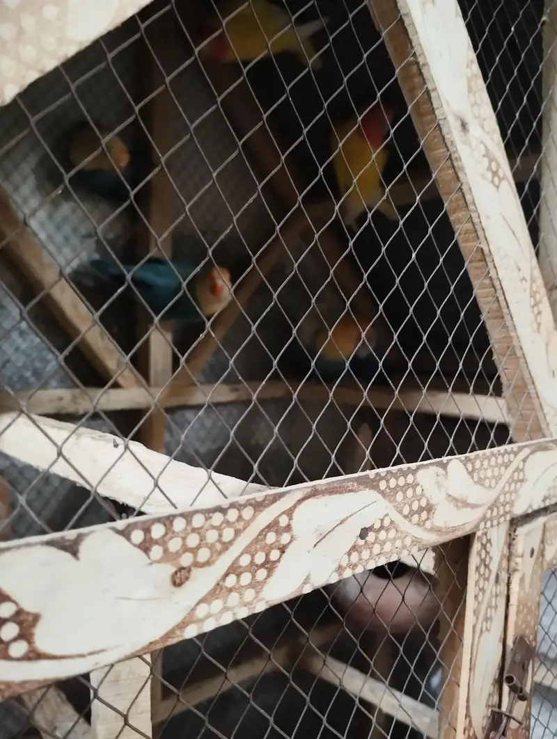 Love birds(03 paiss with baby) with wood cage for sale 10 hazar — photo 3