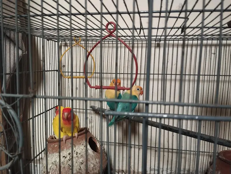 Love birds(03 paiss with baby) with wood cage for sale 10 hazar — photo 4