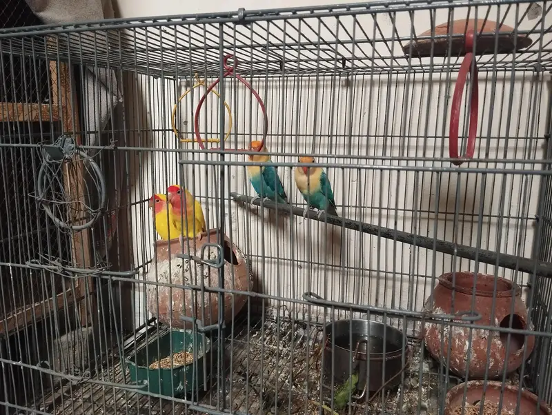 Love birds(03 paiss with baby) with wood cage for sale 10 hazar — photo 5