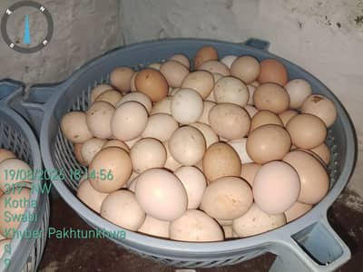 Farm fresh production eggs