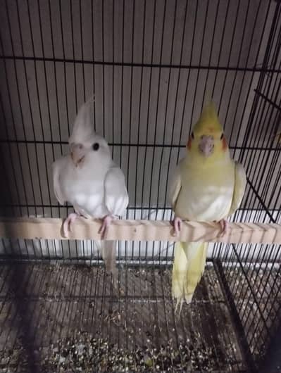 cocktail Breeder pair hor 2 java finch 1 white hor Gray 8 cocktail Box
