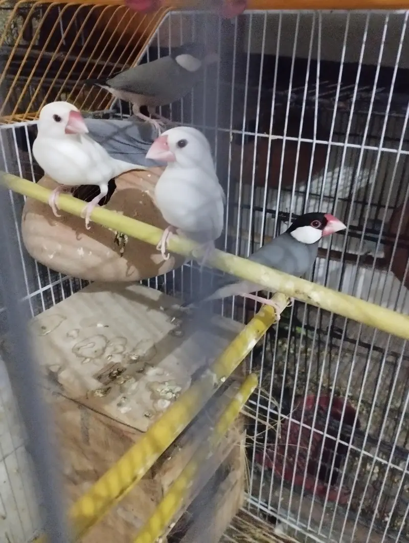 cocktail Breeder pair hor 2 java finch 1 white hor Gray 8 cocktail Box — photo 2