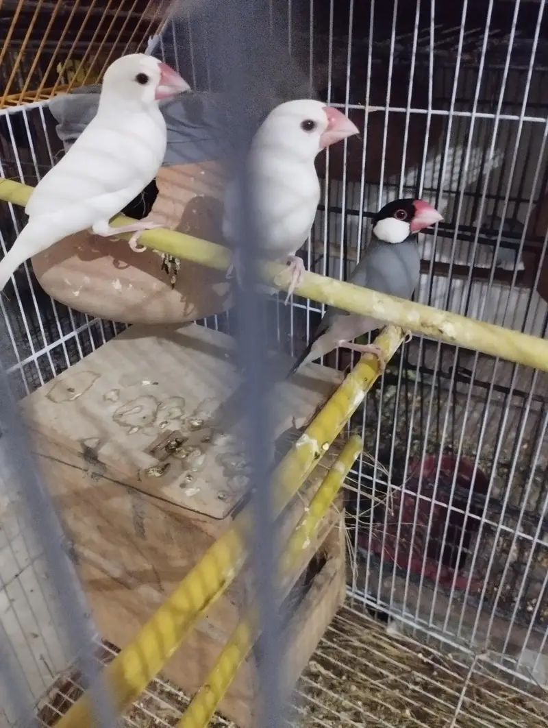 cocktail Breeder pair hor 2 java finch 1 white hor Gray 8 cocktail Box — photo 5