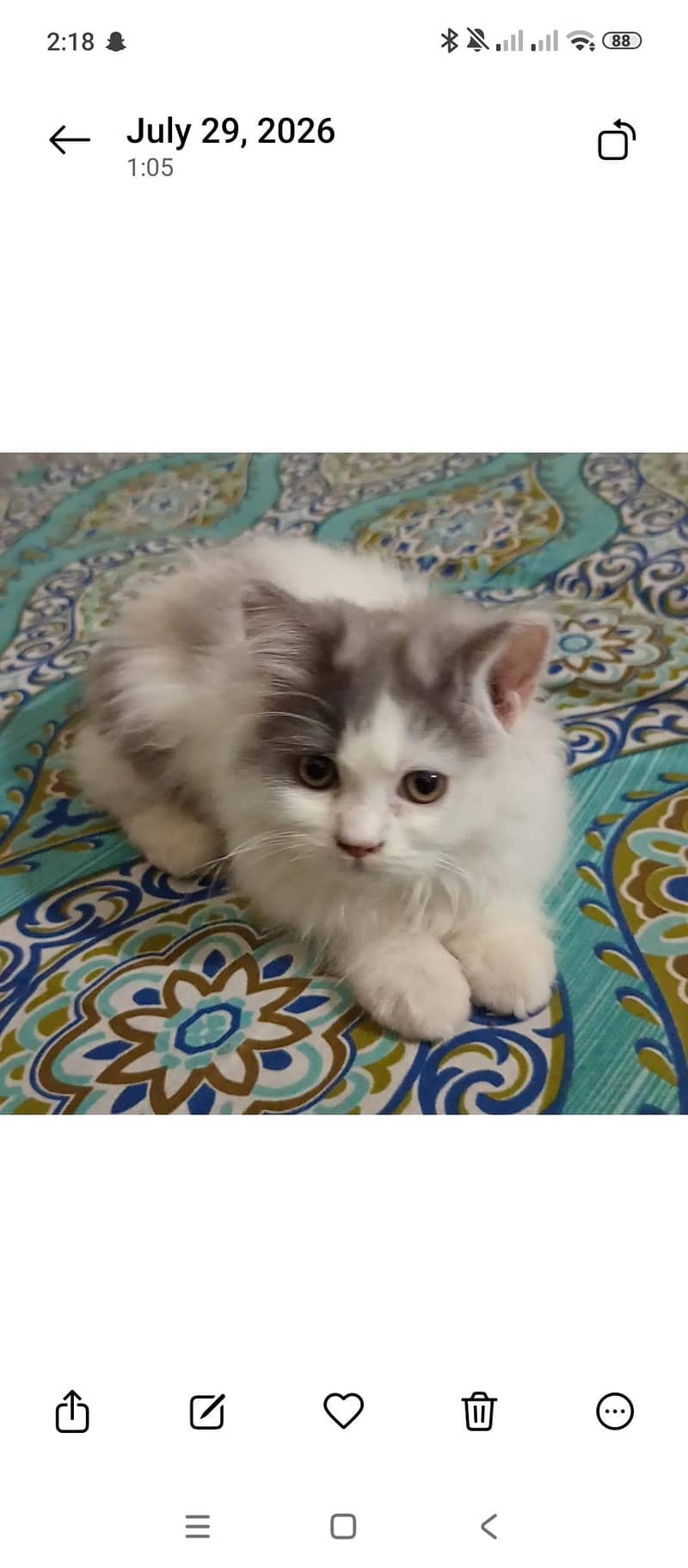 Persian cat 0