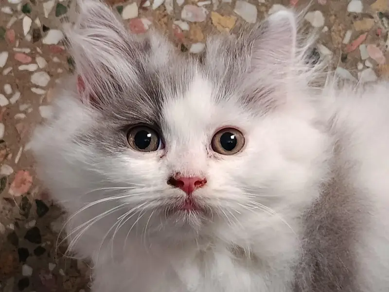 Persian cat — photo 2