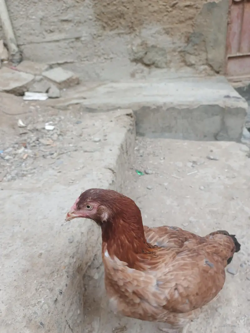 asil murgi — photo 2