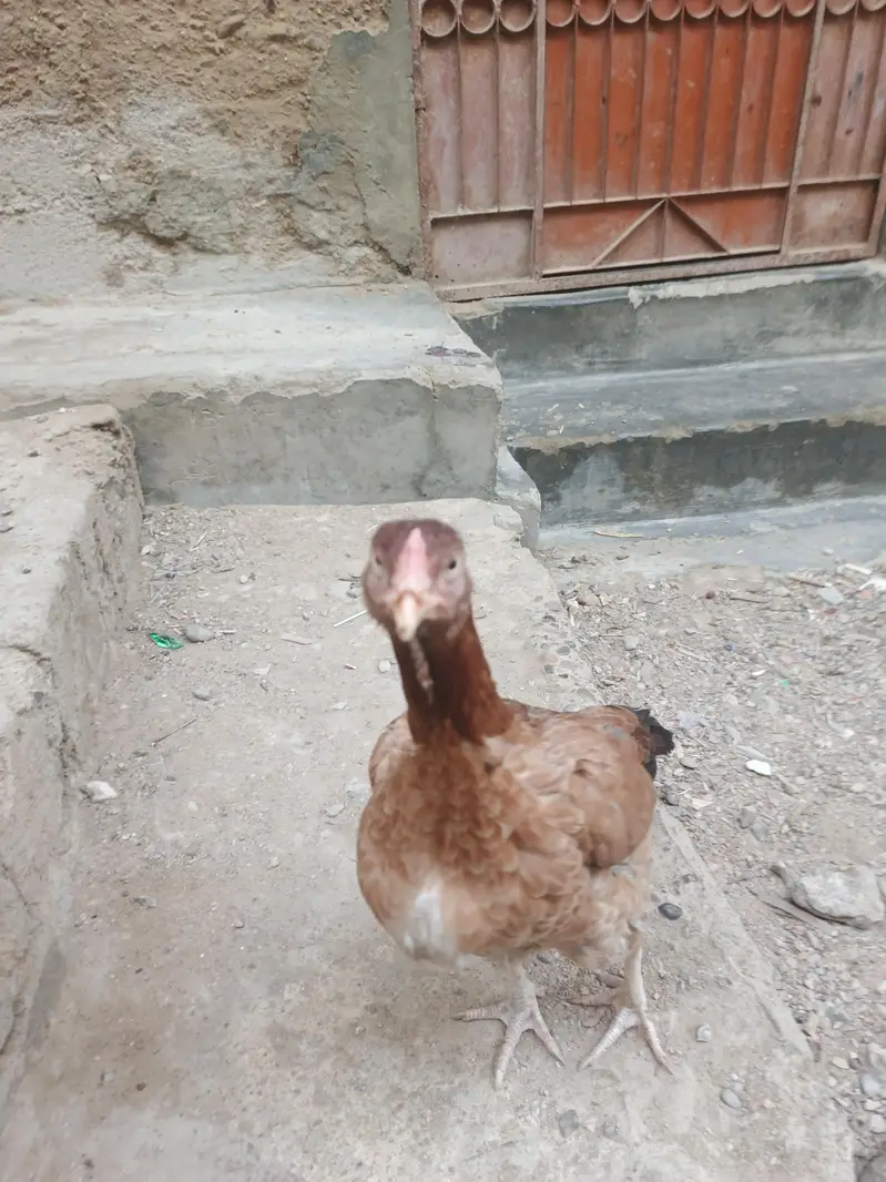 asil murgi — photo 3