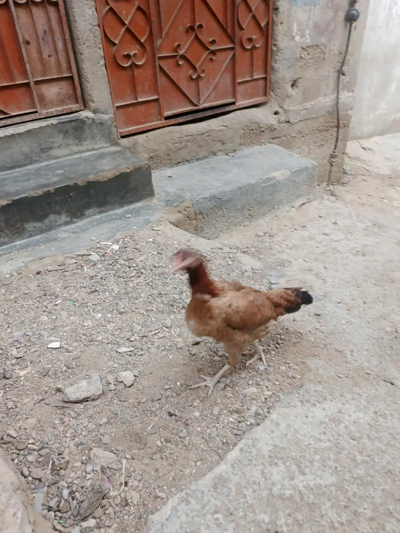 asil murgi — photo 4