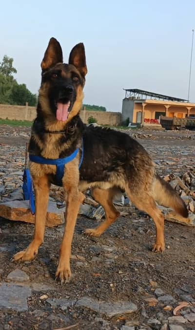 German Shepherd male double coat male 12month fullsecurity guard sale