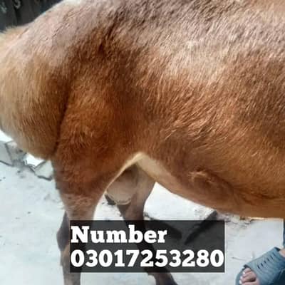 **Turkish Dumba | Male | 6 Months | Healthy**