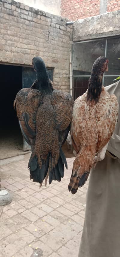 aseel pair for sell