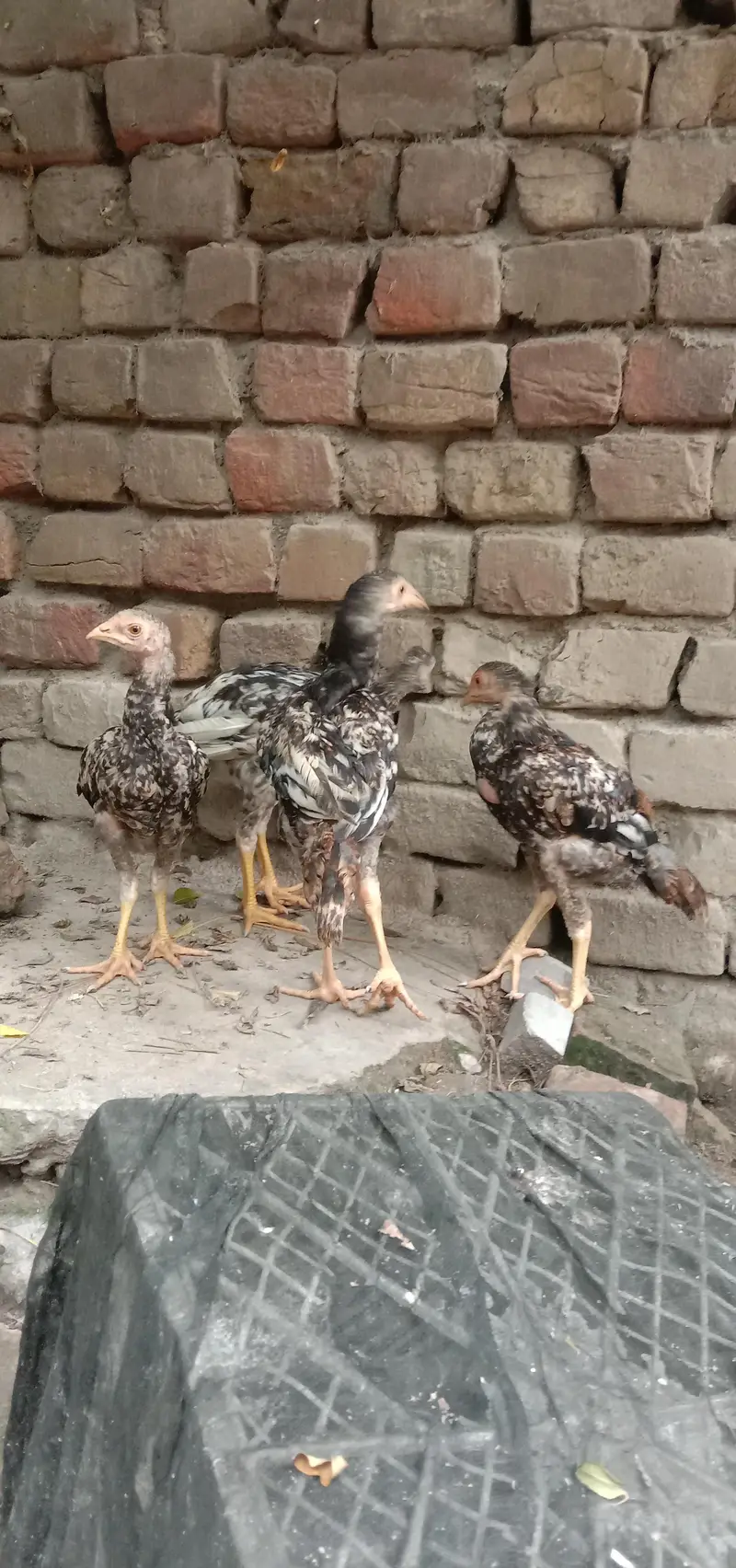 aseel pair for sell — photo 3