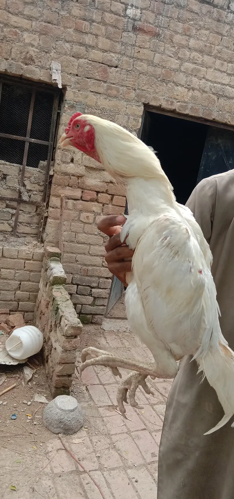 aseel pair for sell — photo 4
