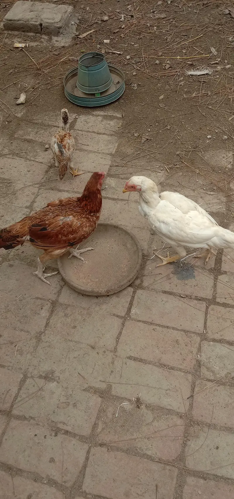 aseel pair for sell — photo 5