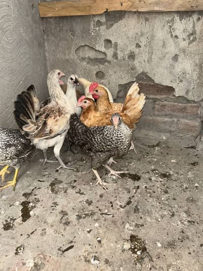 Golden misri 2 male 7female