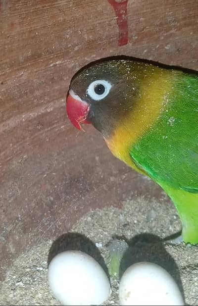 Fishar Love Birds