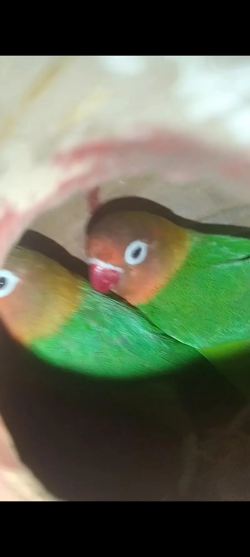 Fishar Love Birds — photo 2