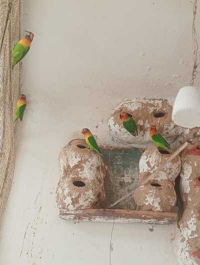 Fishar Love Birds pair 2600 black mask