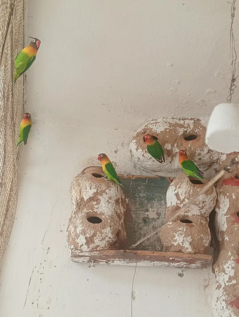Fishar Love Birds — photo 3