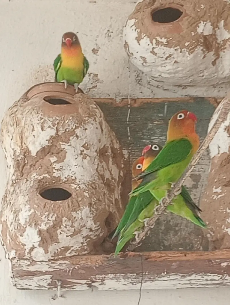 Fishar Love Birds — photo 4