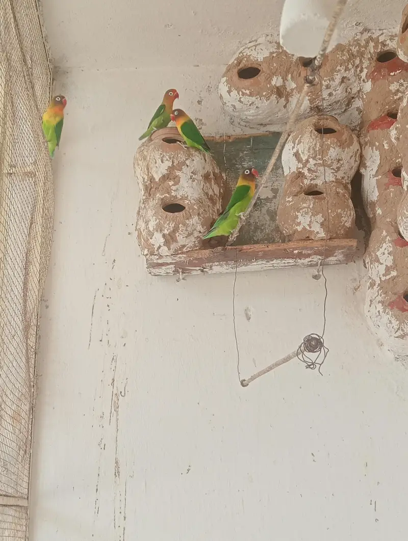 Fishar Love Birds — photo 5