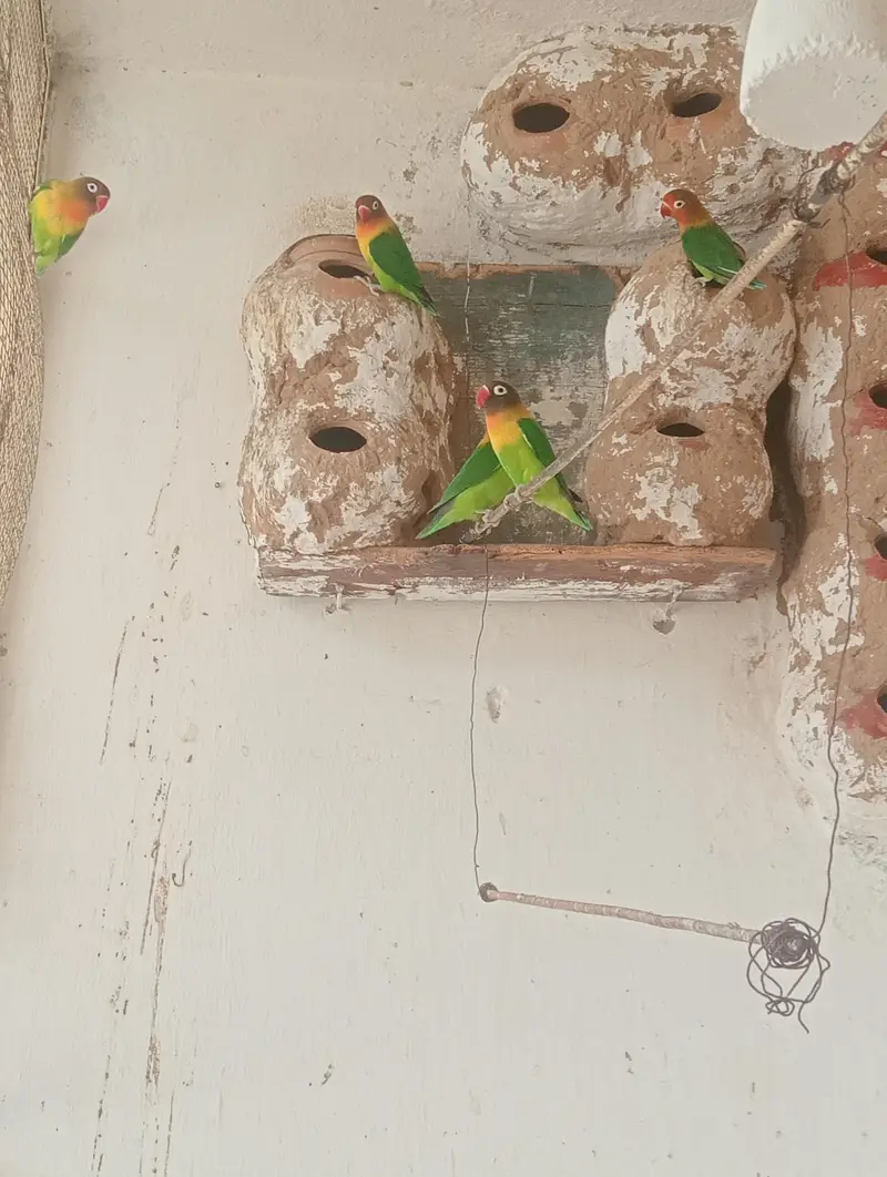 Fishar Love Birds — photo 6