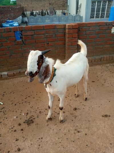 male goat