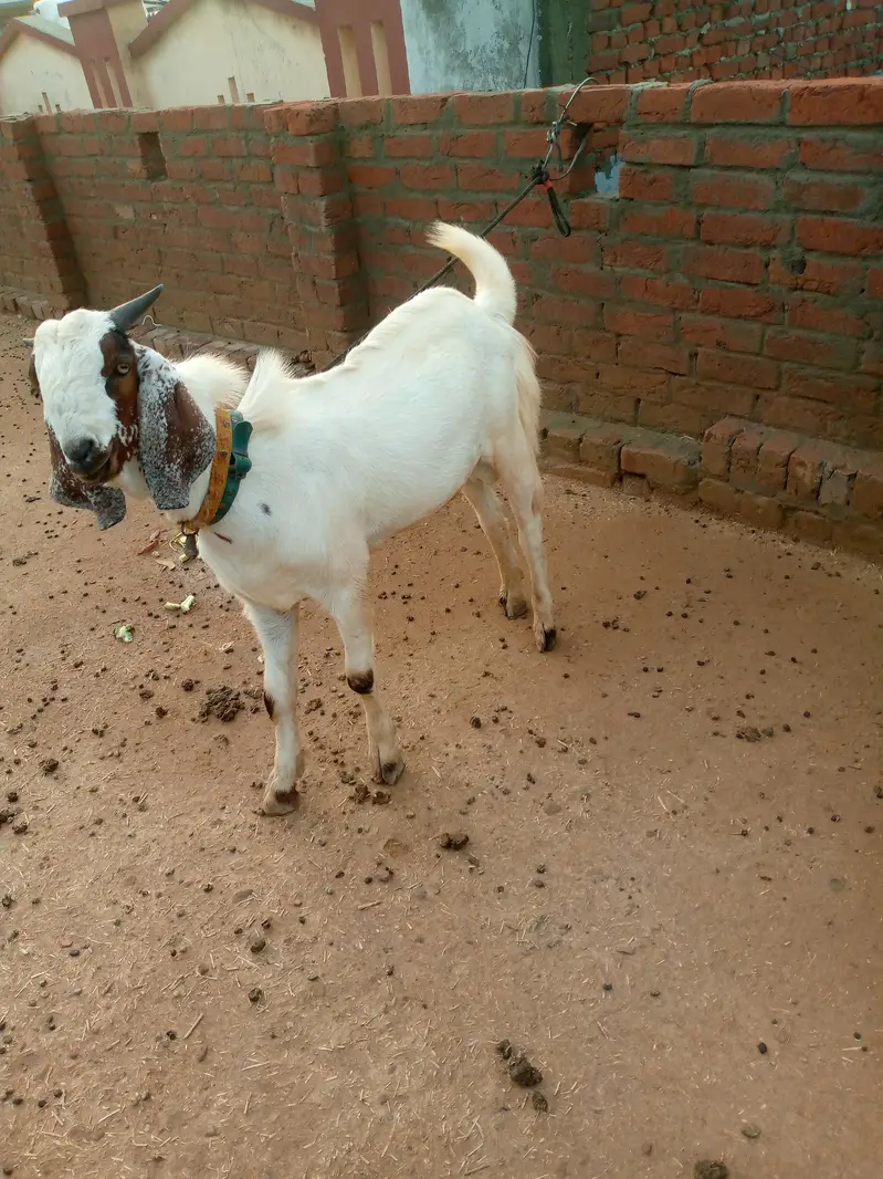 male goat — photo 2