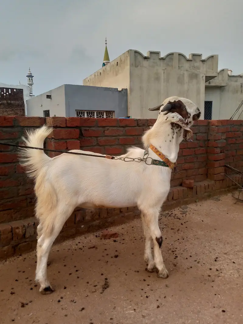male goat — photo 3