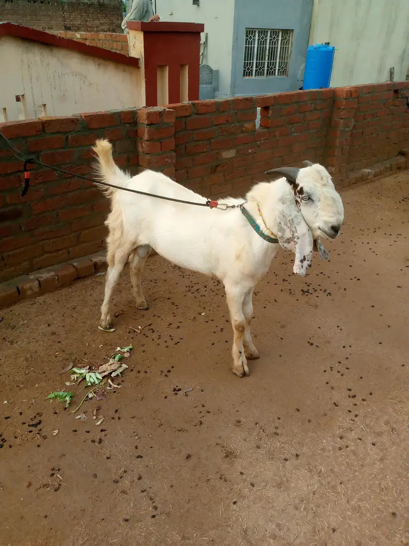 male goat — photo 4