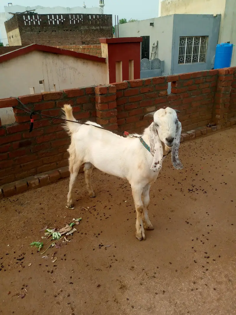 male goat — photo 5