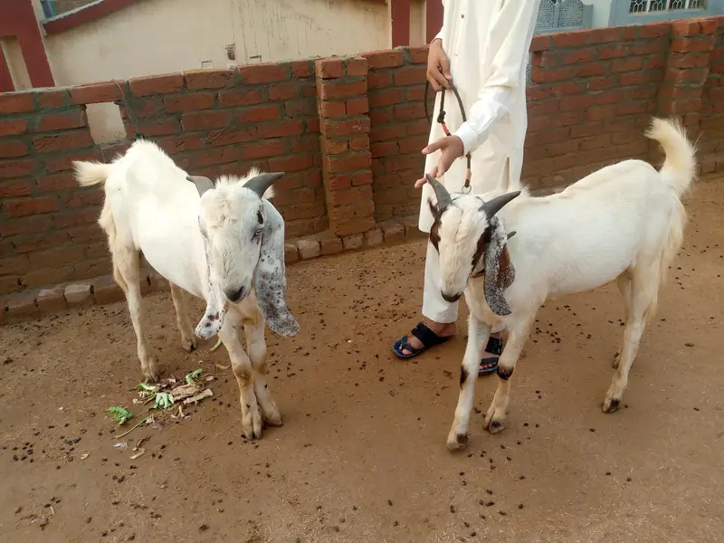 male goat — photo 6