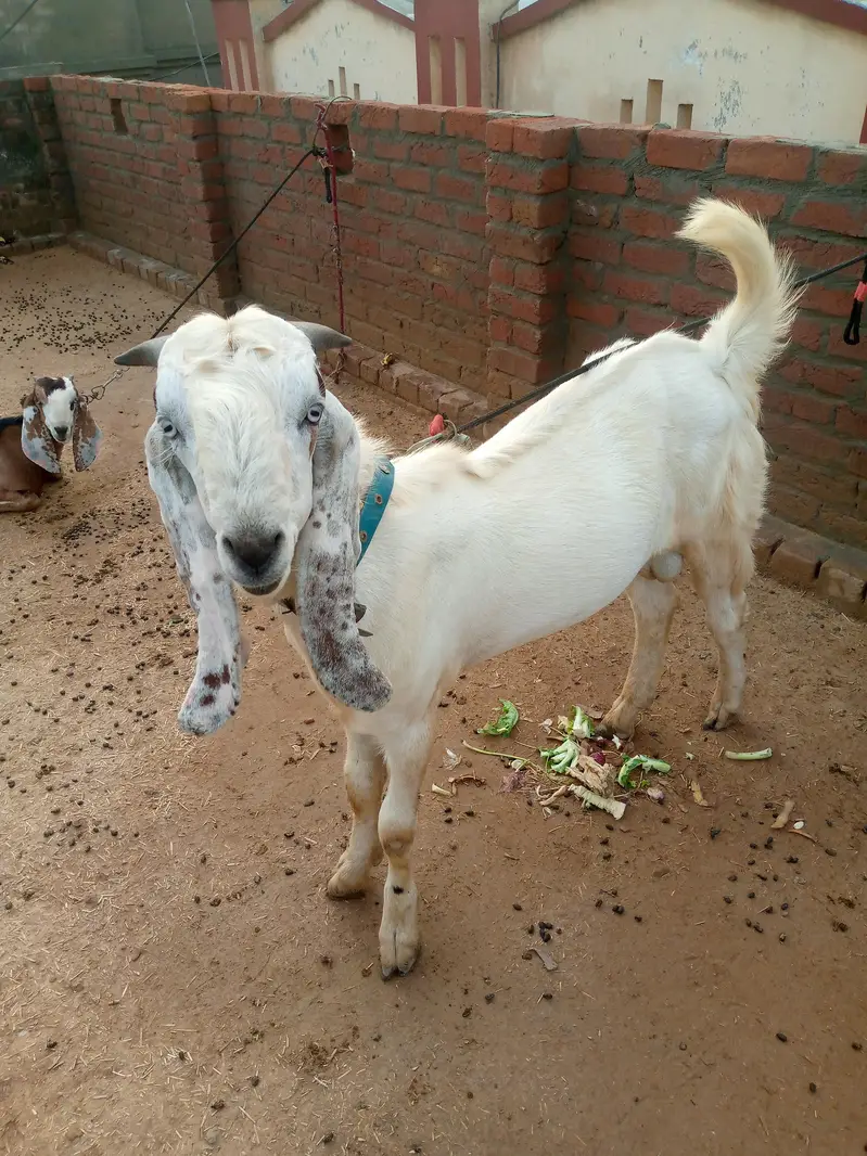 male goat — photo 7