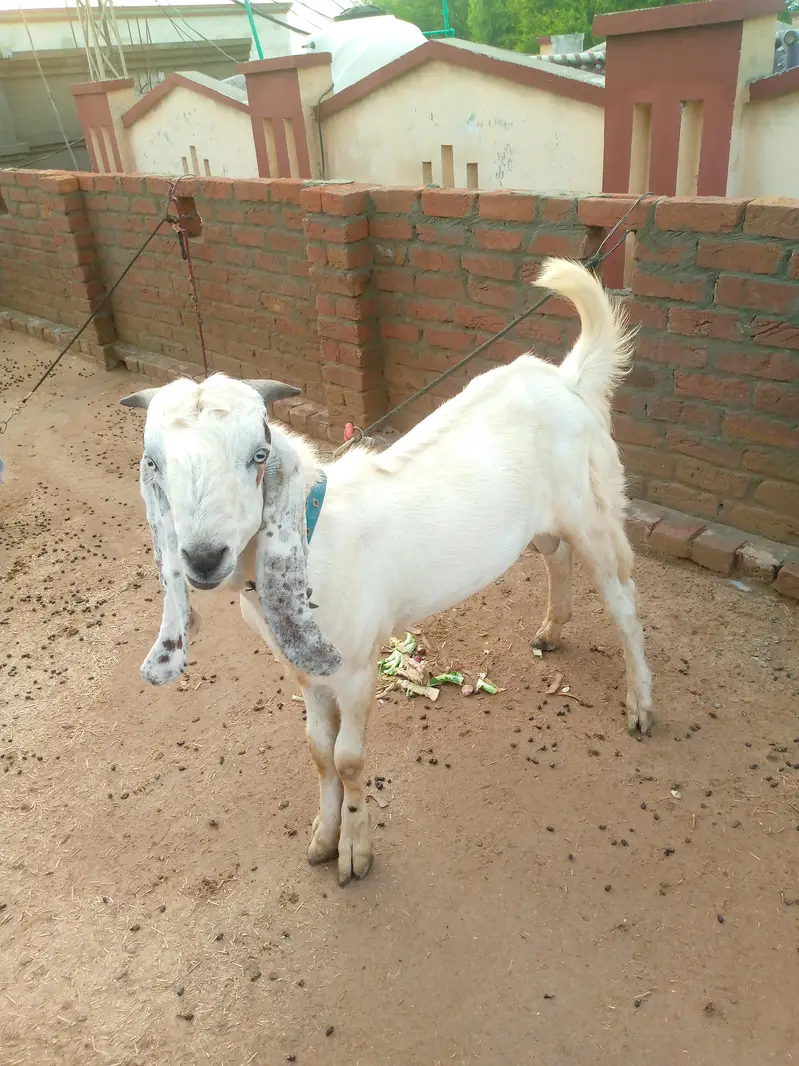 male goat — photo 8