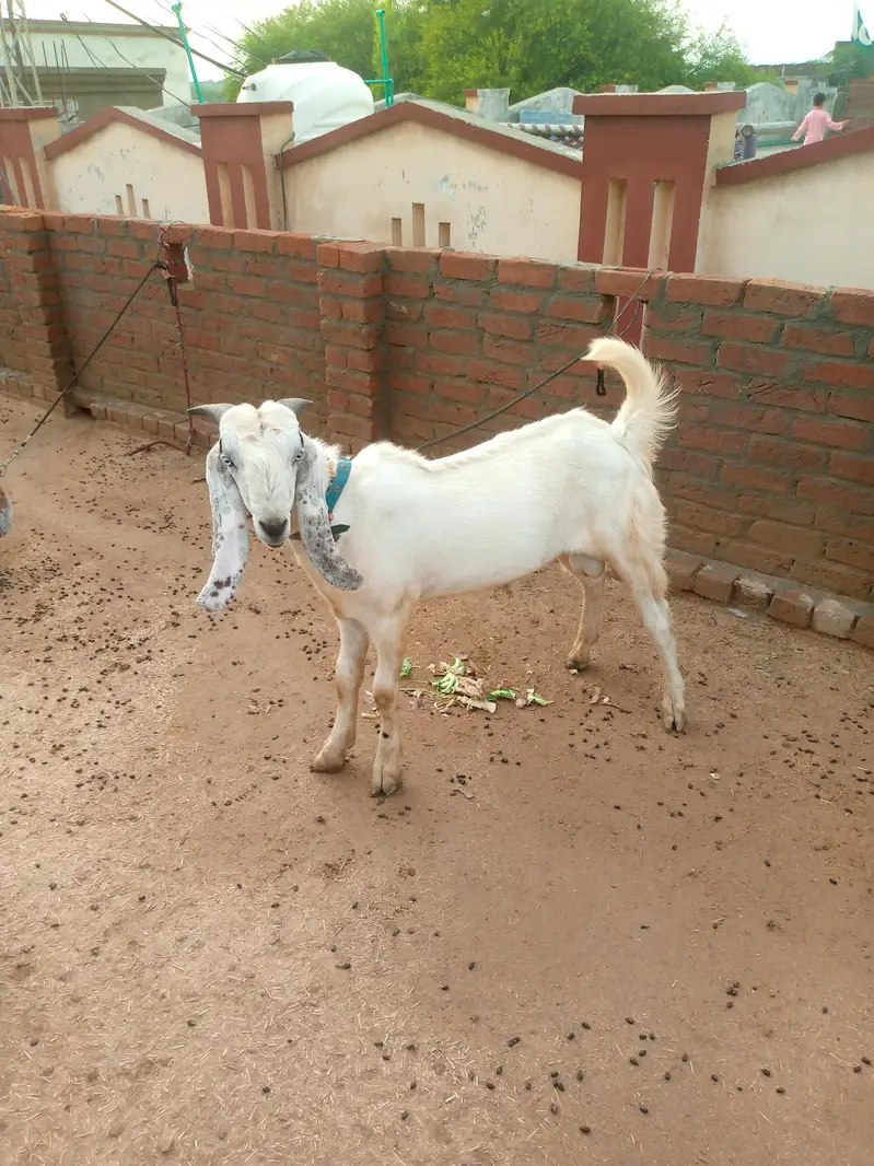 male goat — photo 9