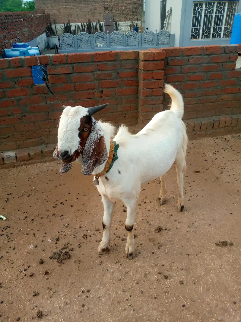 male goat — photo 10