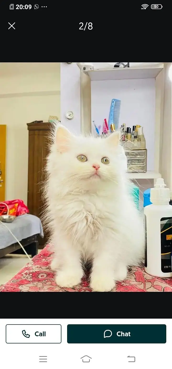 Persian cat for sale male or female WhatsApp320=81=75=394 — photo 2