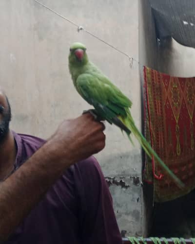 green parrots