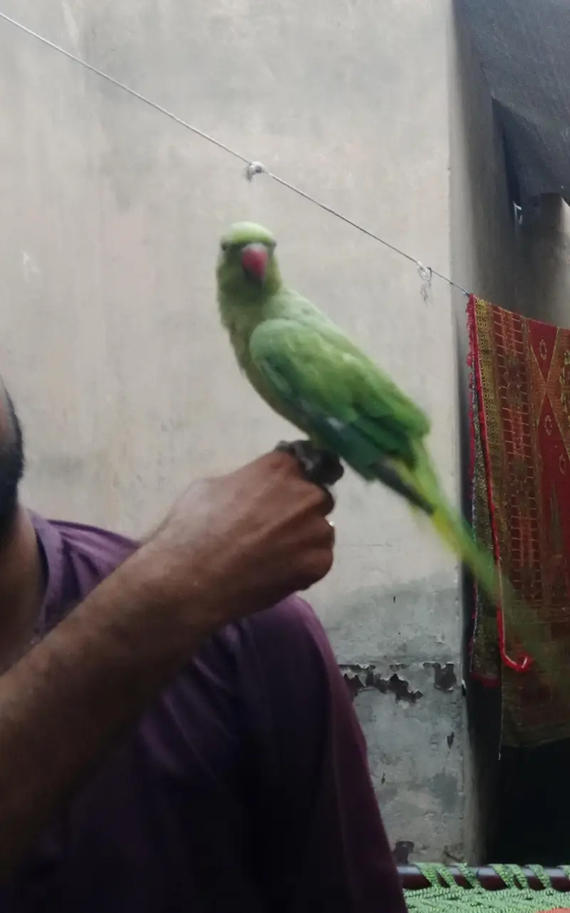 green parrots — photo 2