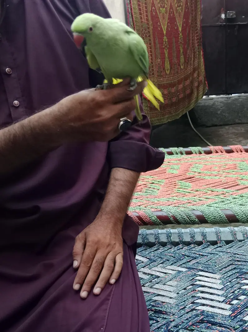green parrots — photo 3