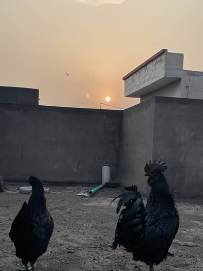 Ayam cemani pair