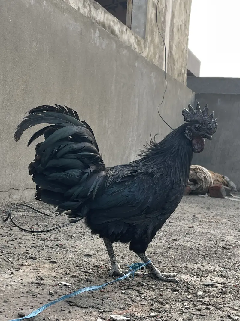 Ayam cemani pair — photo 2
