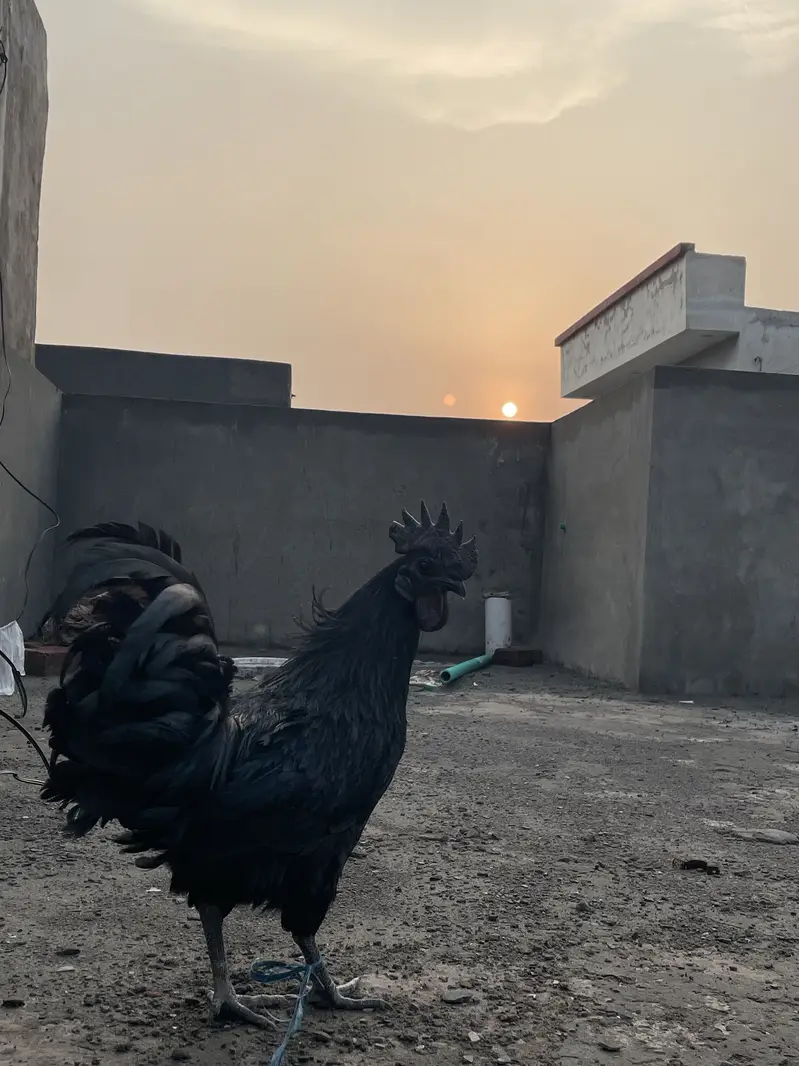 Ayam cemani pair — photo 3