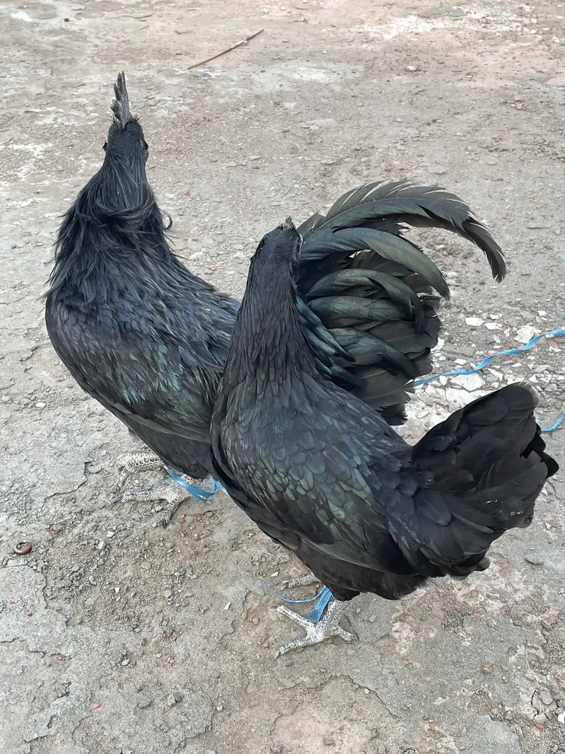 Ayam cemani pair — photo 4