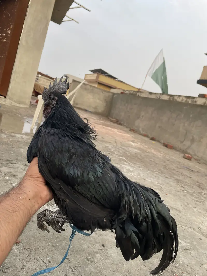 Ayam cemani pair — photo 5