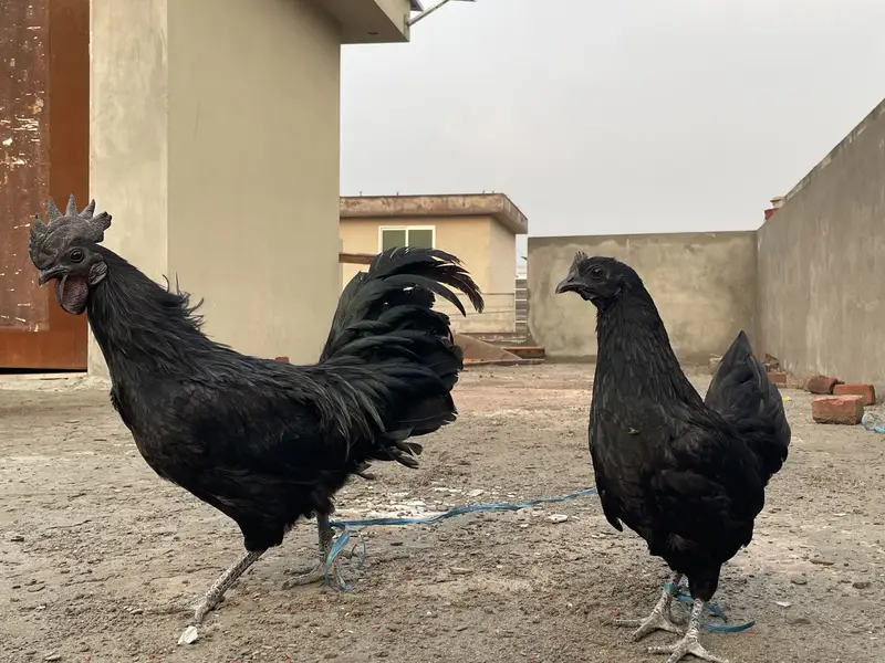 Ayam cemani pair — photo 6