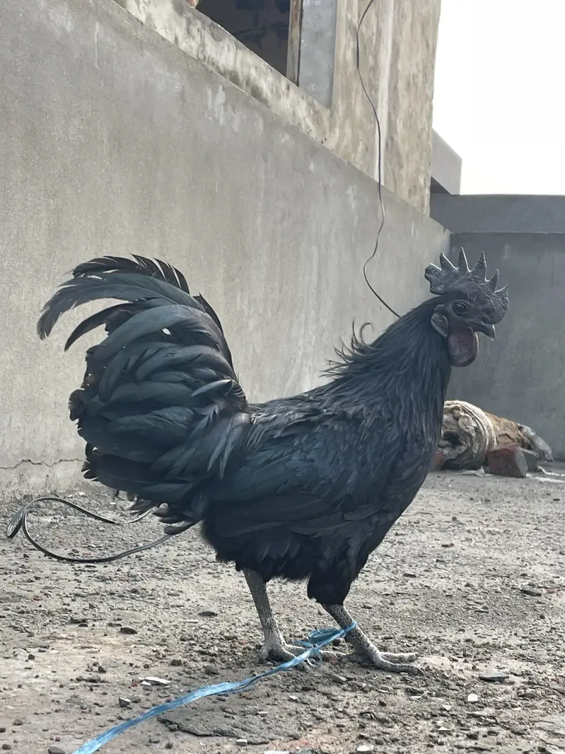 Ayam cemani pair — photo 7