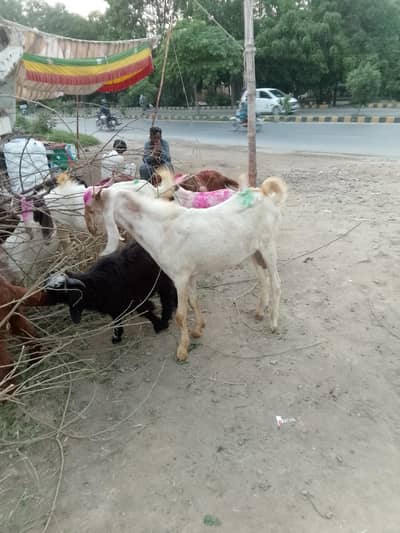 haqiqa qurbani sadqa Ghar me khany KY liye ya qurbani KY liye palto
