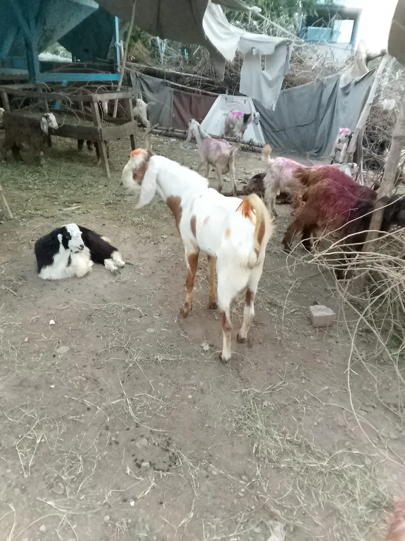 haqiqa qurbani sadqa Ghar me khany KY liye ya qurbani KY liye palto — photo 2